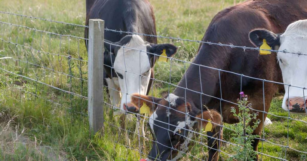 Grupo de vacas detrás de una malla de acero ganadera