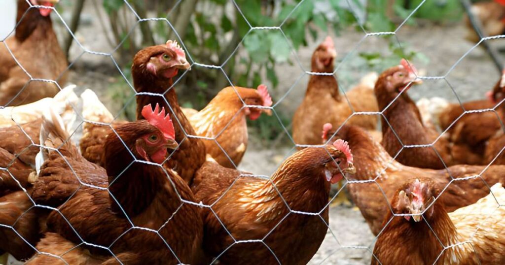 Malla hexagonal frente a grupo de gallinas 